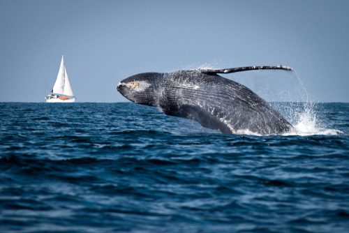 Whale near boat